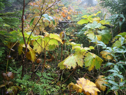 Oplopanax japonicus