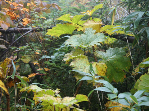 Oplopanax japonicus