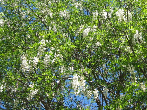 Robinia pseudo-acacia