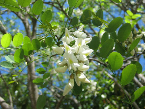 Robinia pseudo-acacia