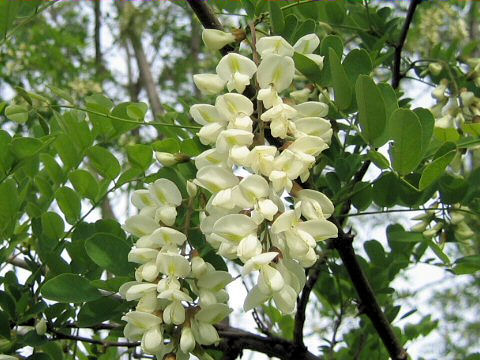 Robinia pseudo-acacia