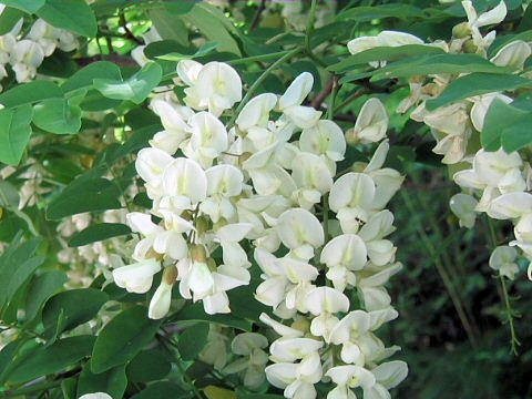 Robinia pseudo-acacia