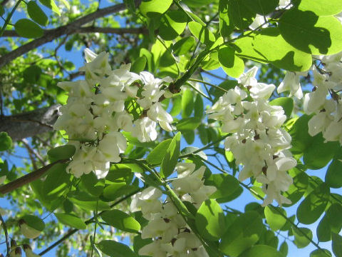 Robinia pseudo-acacia