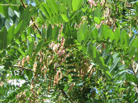 Robinia pseudo-acacia