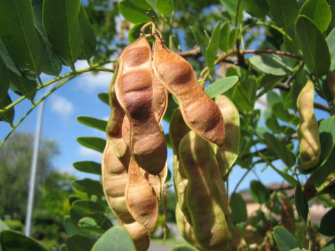 Robinia pseudo-acacia