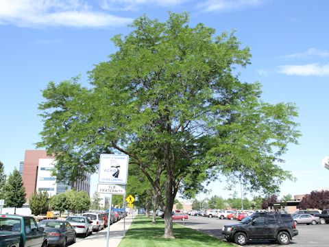 Robinia pseudo-acacia