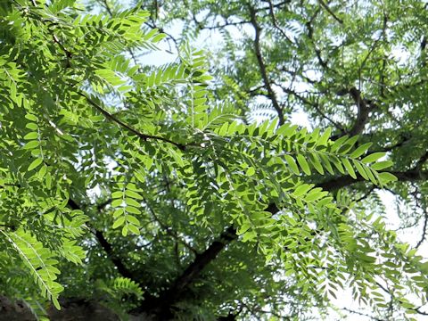 Robinia pseudo-acacia