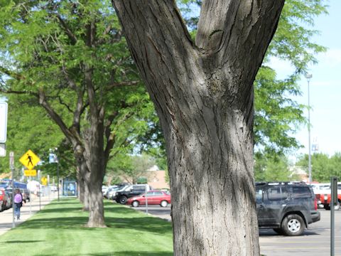 Robinia pseudo-acacia