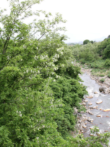 Robinia pseudo-acacia