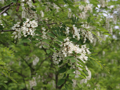 Robinia pseudo-acacia