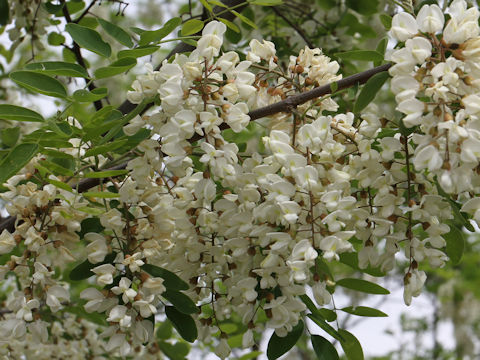 Robinia pseudo-acacia