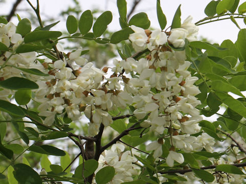 Robinia pseudo-acacia