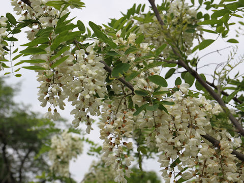 Robinia pseudo-acacia