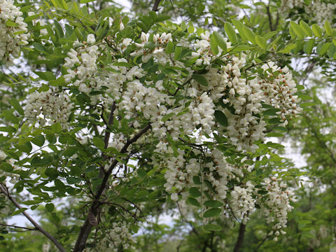 Robinia pseudo-acacia