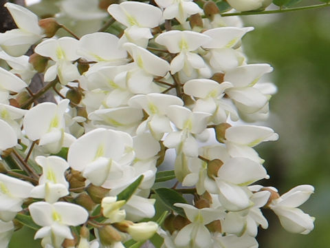 Robinia pseudo-acacia