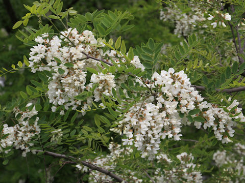 Robinia pseudo-acacia