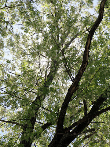 Robinia pseudo-acacia