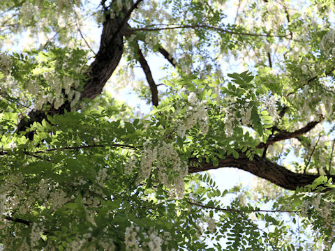 Robinia pseudo-acacia