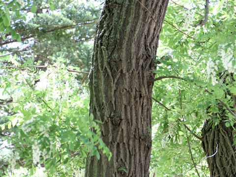 Robinia pseudo-acacia