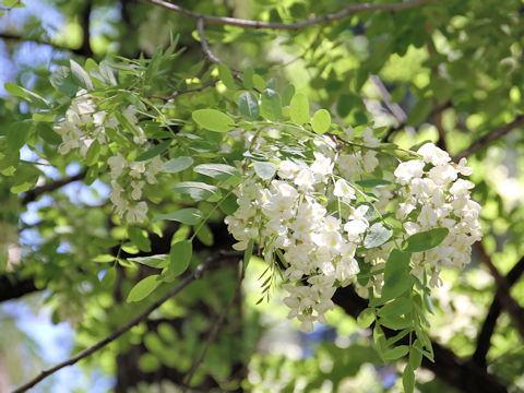 Robinia pseudo-acacia