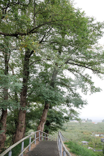 Robinia pseudo-acacia