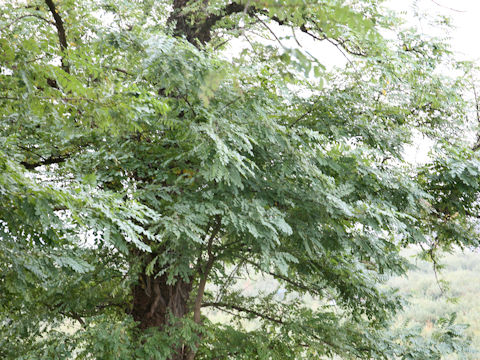 Robinia pseudo-acacia