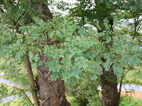 Robinia pseudo-acacia