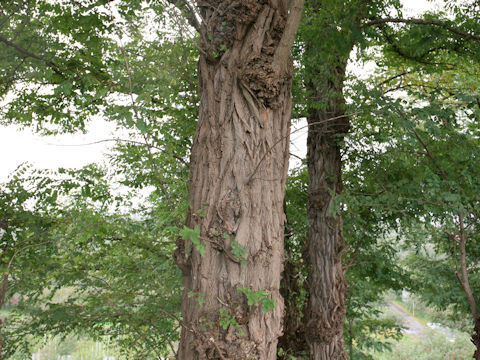 Robinia pseudo-acacia