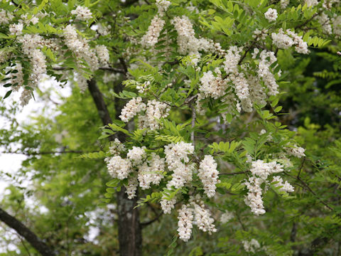 Robinia pseudo-acacia