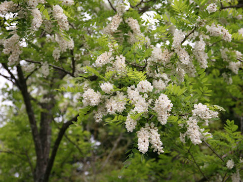 Robinia pseudo-acacia