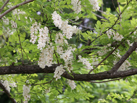 Robinia pseudo-acacia