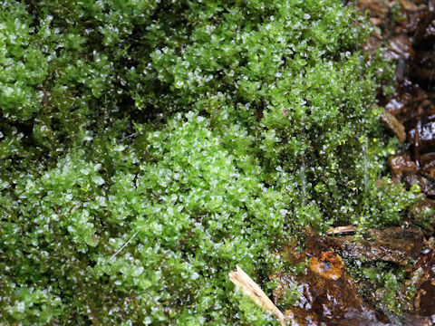 Bryum capillare