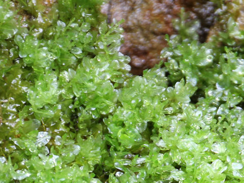 Bryum capillare