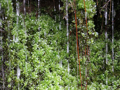 Bryum capillare