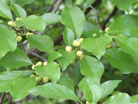 Maclura tricuspidata