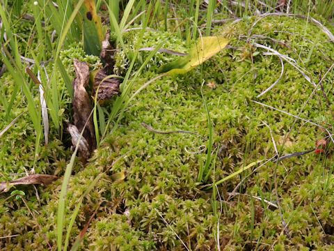 Sphagnum cuspidatum