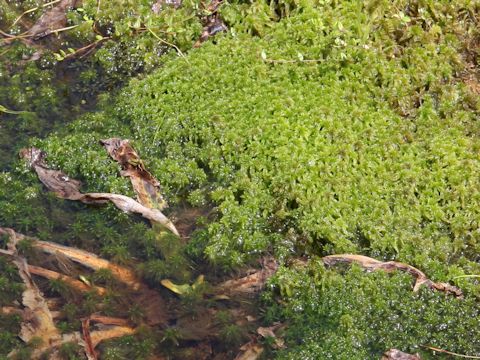 Sphagnum cuspidatum