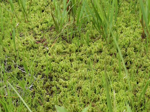 Sphagnum cuspidatum