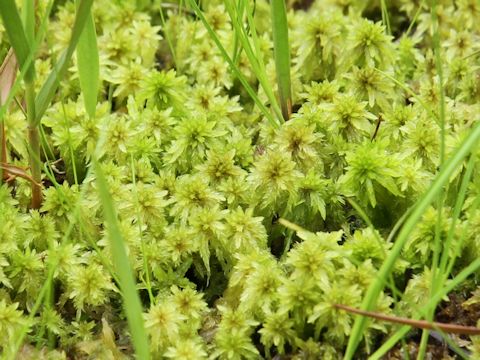 Sphagnum cuspidatum