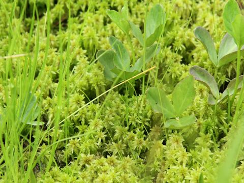 Sphagnum cuspidatum