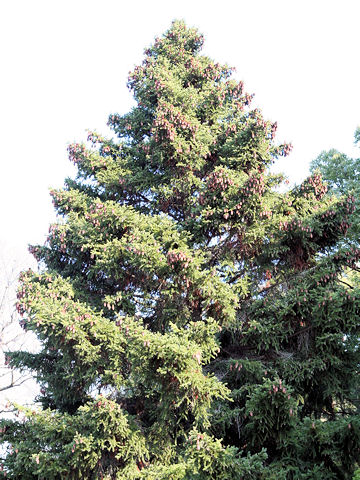 Picea polita