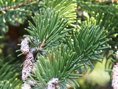 Picea polita