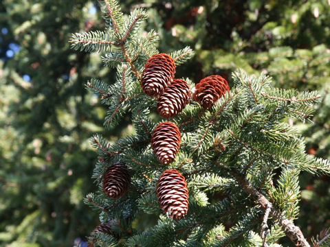 Picea polita