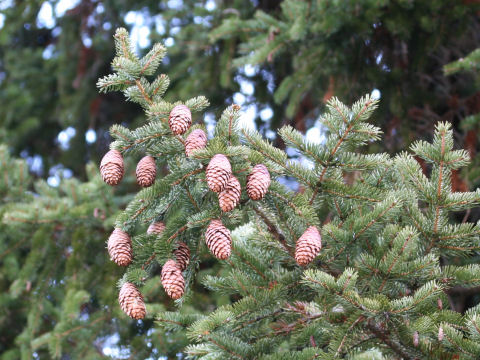 Picea polita