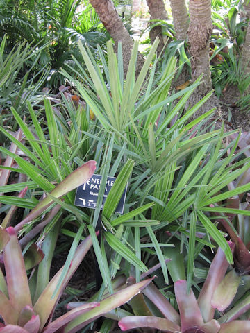 Rhapidophyllum hystrix