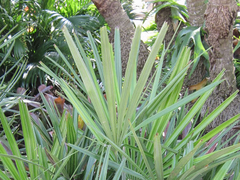 Rhapidophyllum hystrix