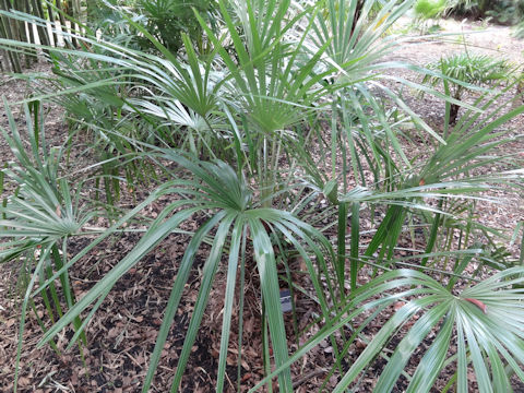 Rhapidophyllum hystrix