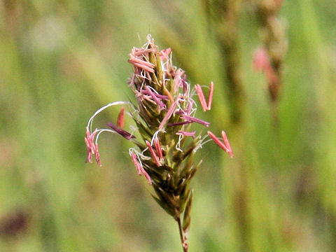 Anthoxanthum odoratum