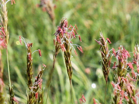 Anthoxanthum odoratum