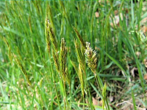 Anthoxanthum odoratum